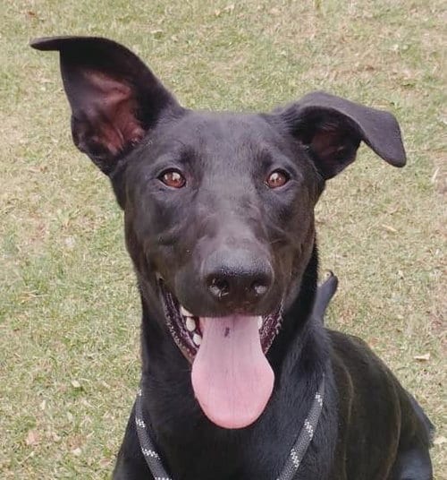 Photo of Sirius, adoptable Doberman Pinscher in Woodland, California