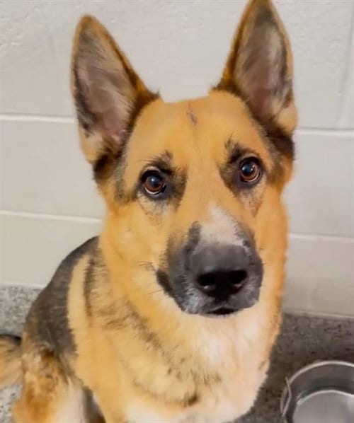 Photo of Kobe, adoptable German Shepherd Dog in Houston, Texas