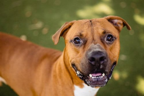 Photo of Red, adoptable Pit Bull Terrier in Orlando, Florida