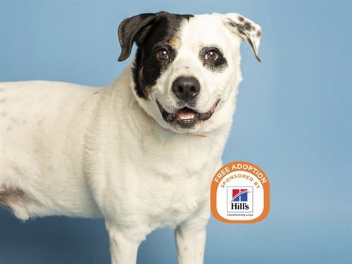 Photo of Teddy, adoptable American Pit Bull Terrier in Phoenix, Arizona