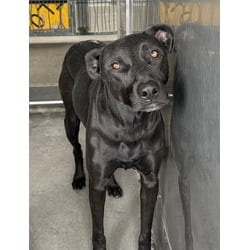 Photo of Dina, adoptable Labrador Retriever in San Bernardino, California