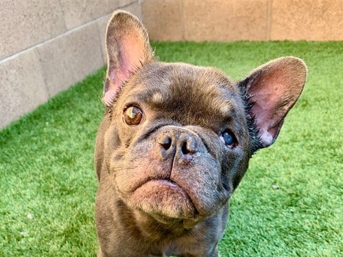 Photo of Campbell, adoptable French Bulldog in Moreno Valley, California