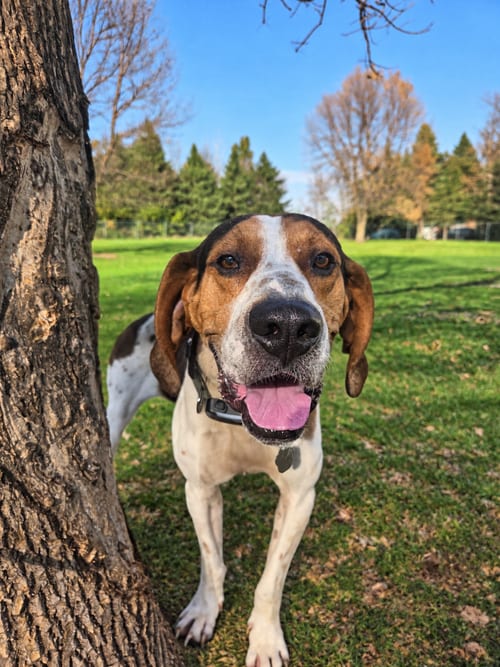Photo of Rudy, adoptable Treeing Walker Coonhound in Crystal, Minnesota