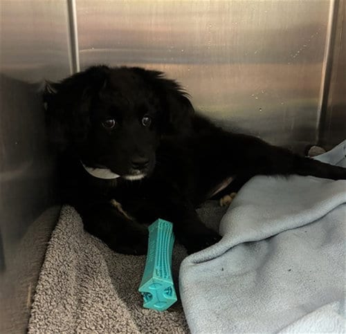 Photo of Raven, adoptable Labrador Retriever in Rancho Cucamonga, California