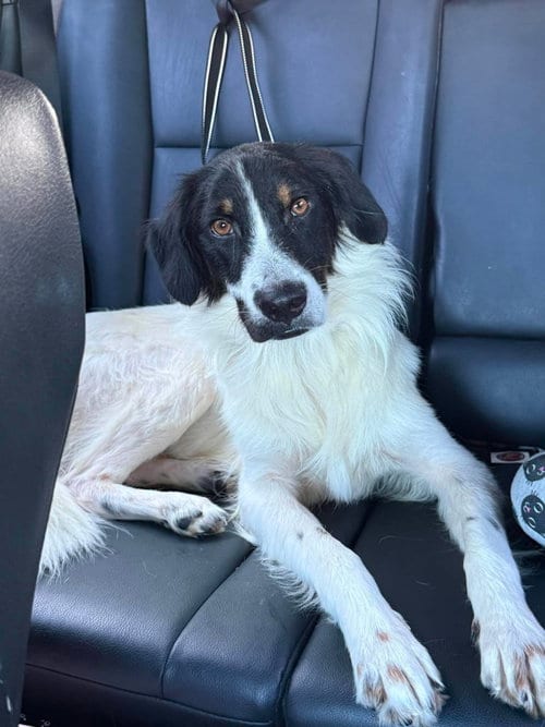 Photo of Wilbur, adoptable German Shorthaired Pointer in Holbrook, New York