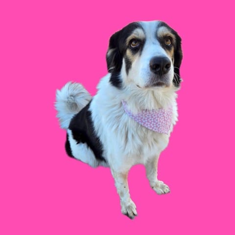 Photo of Queen, adoptable Great Pyrenees in Bakersfield, California