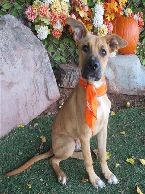 Photo of Zack, adoptable Labrador Retriever mix in Oklahoma City, Oklahoma