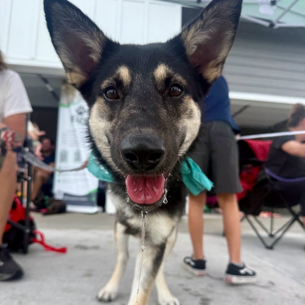 Photo of Natalie, adoptable Mixed Breed (Medium) in Buffalo, Minnesota