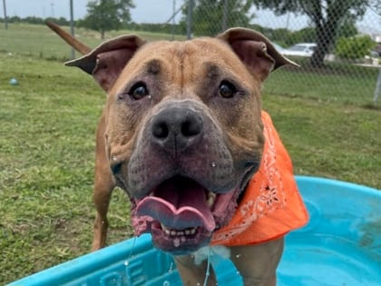 Photo of Jackson, adoptable dog in Georgetown, Texas