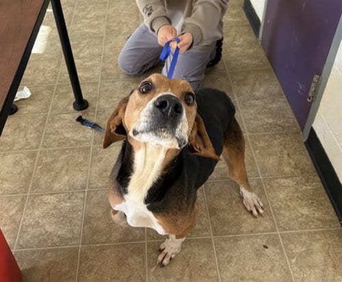 Photo of Marco, adoptable Hound in Raleigh, North Carolina