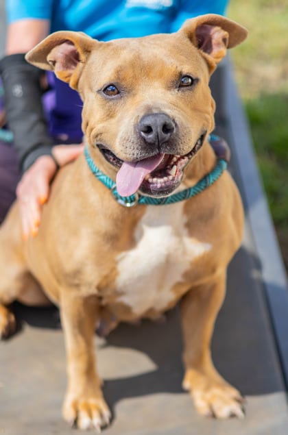 Photo of Imani, adoptable dog in Chamblee, Georgia