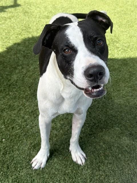 Photo of Cookie, adoptable Mixed Breed