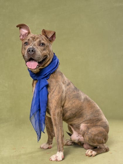 Photo of Brink, adoptable dog in Atlanta, Georgia