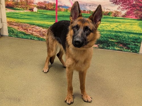 Photo of A554038, adoptable German Shepherd Dog in Moreno Valley, California