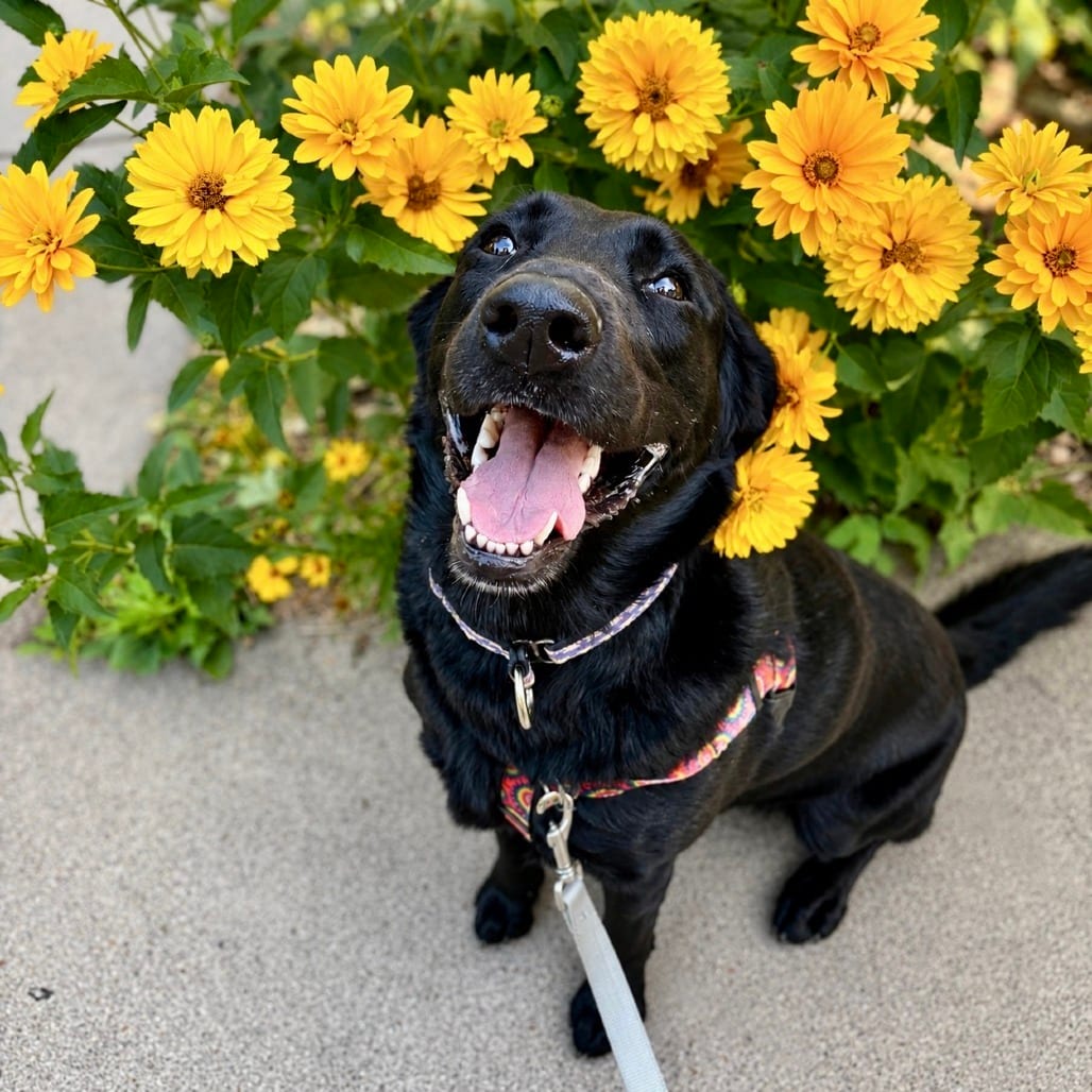 Photo of Gwen, adoptable Mixed Breed (Medium) / Retriever, Black Labrador in Glenwood Springs, Colorado