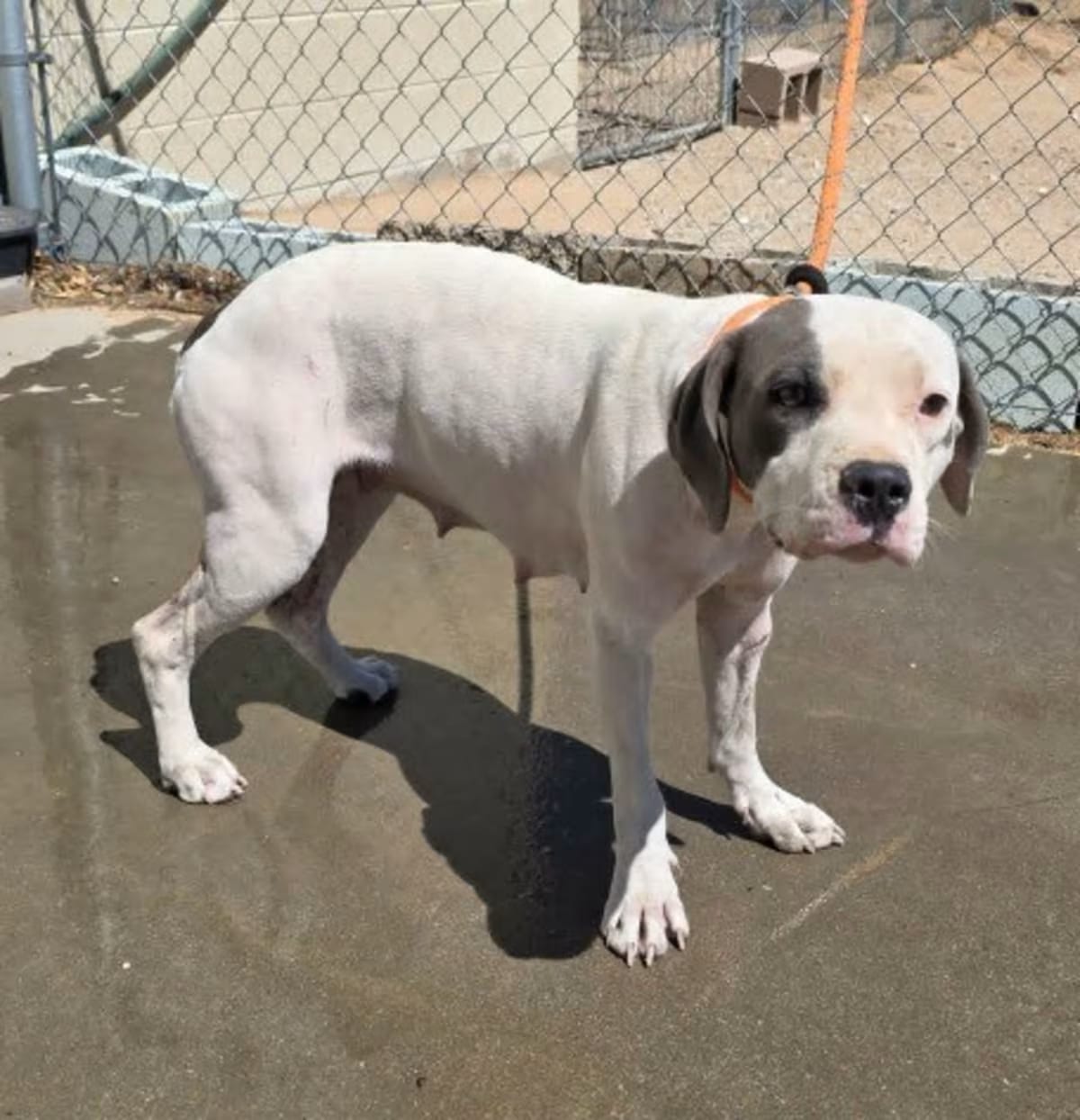 Photo of Nova, adoptable American Pit Bull Terrier in California City, California