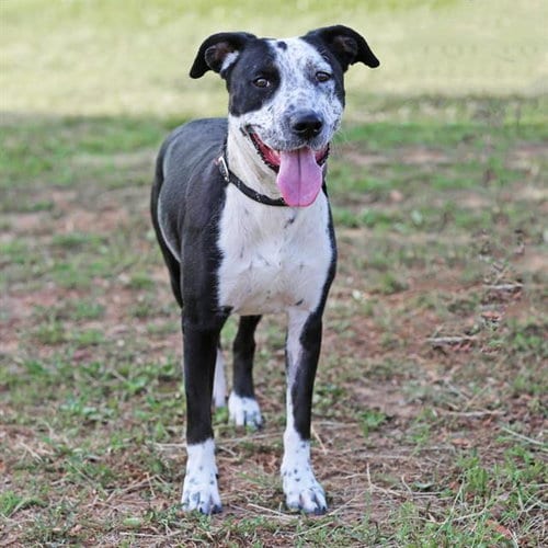 Photo of Oreo, adoptable American Pit Bull Terrier in Albuquerque, New Mexico
