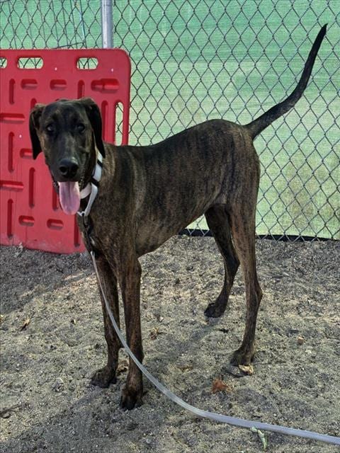 Photo of Senior Shepherd mix, adoptable Shepherd mix in Devore, California