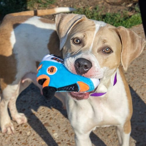 Photo of Maple Syrup, adoptable Pit Bull Terrier in St Louis, Missouri