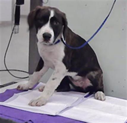 Photo of Cherry, adoptable Staffordshire Bull Terrier in Houston, Texas