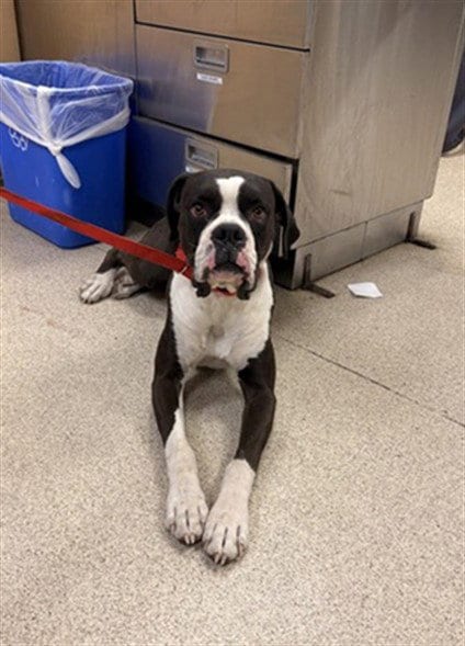 Photo of Bumper, adoptable Boxer in Riverside, California