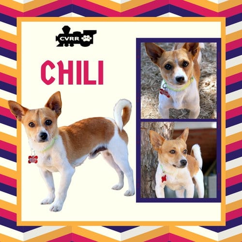 Photo of Chili, adoptable Terrier in Lindsay, California