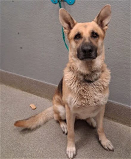 Photo of Rayne, adoptable German Shepherd Dog in Las Vegas, Nevada