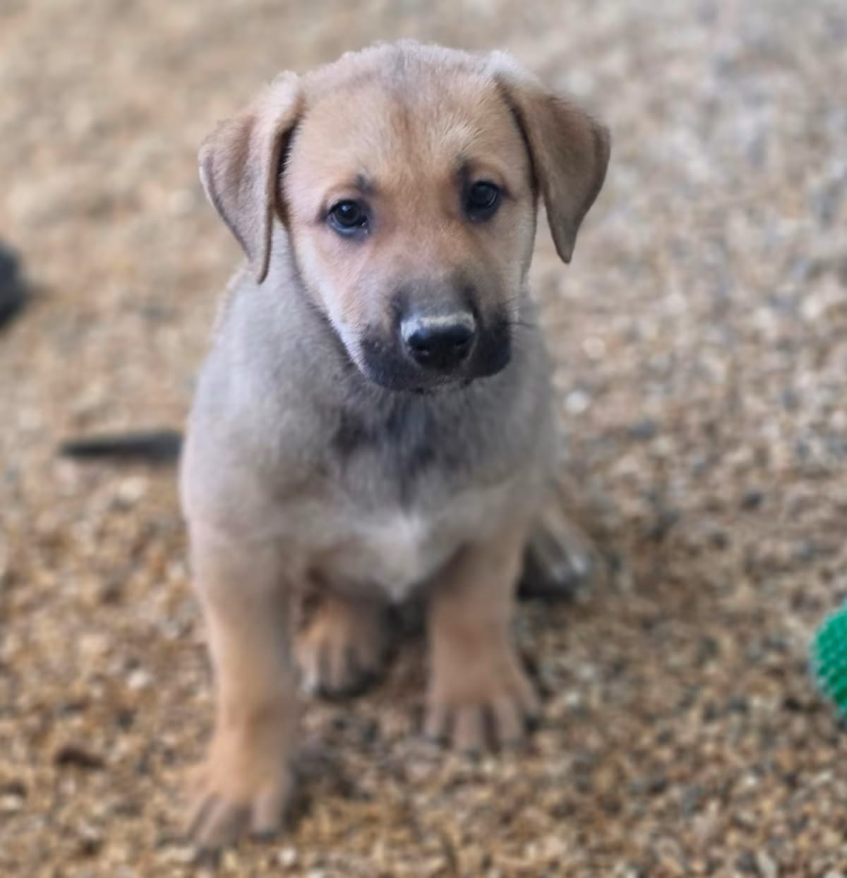 Photo of Mariah JuM, adoptable German Shepherd Dog Mixed Breed (Medium) in Nashville, Tennessee