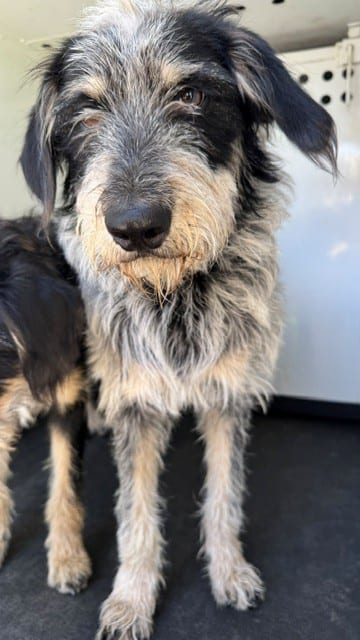 Photo of Senior Terrier, adoptable Terrier in Bakersfield, California