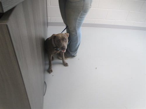 Photo of Munchkin, adoptable American Pit Bull Terrier in Ocala, Florida