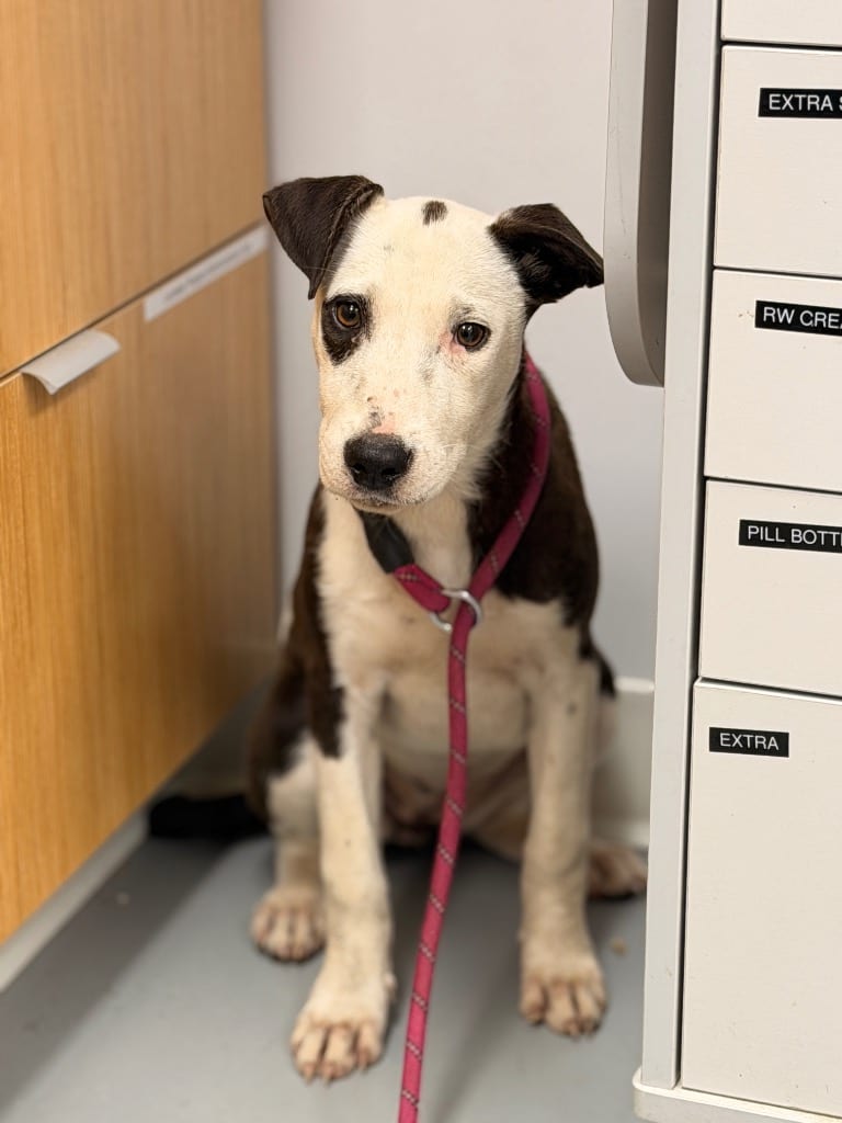 Photo of Macey, adoptable Jack Russell Terrier in Hartsville, South Carolina