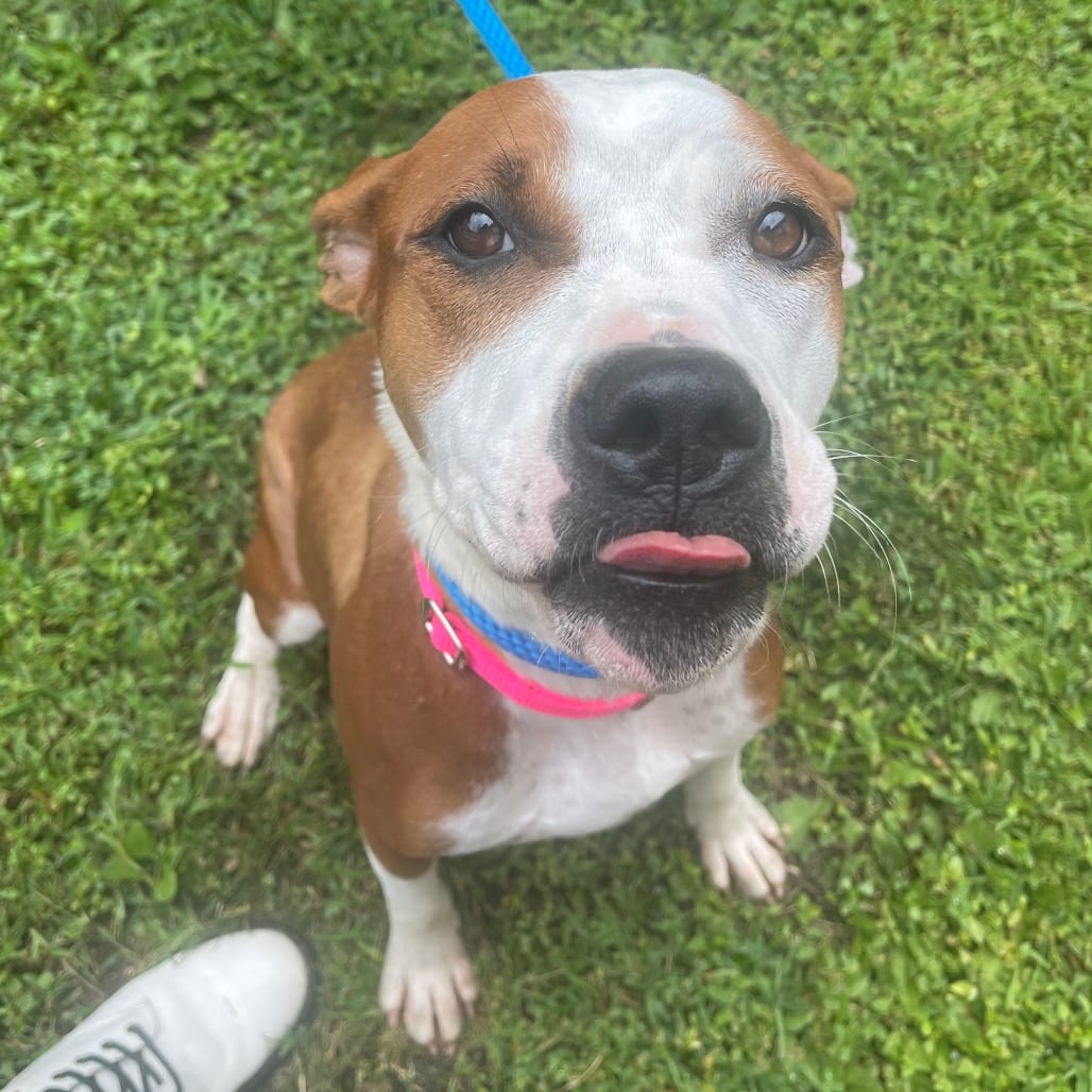 Photo of Rebel, adoptable Mixed Breed (Medium) in St. Charles, Missouri