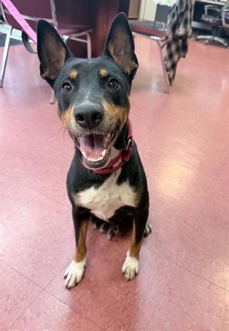 Photo of Pepita, adoptable Australian Kelpie in Ukiah, California