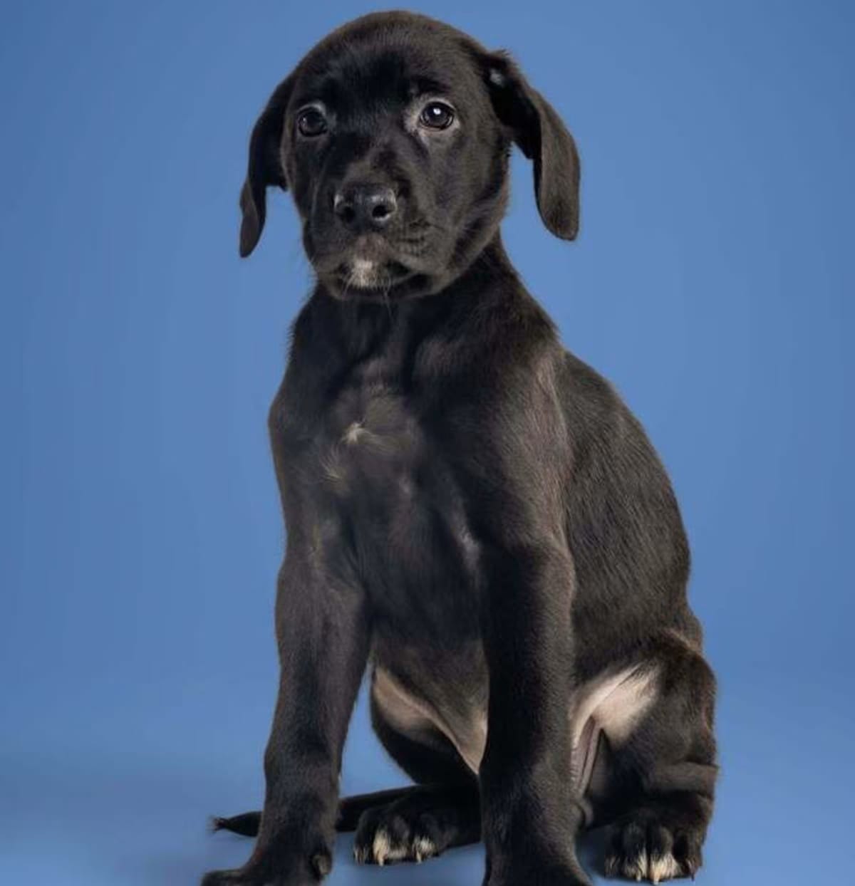 Photo of Loretta, adoptable Labrador Retriever in Wolcott, Connecticut
