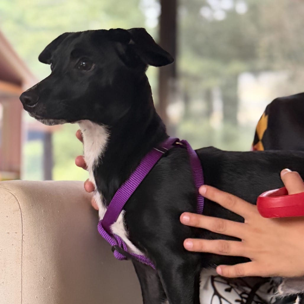 Photo of Scooby, adoptable Mixed Breed (Small) in Maryland, Maryland