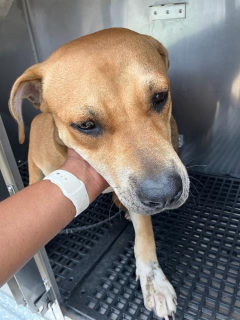 Photo of Clifford, adoptable Black Mouth Cur in Dallas, Texas