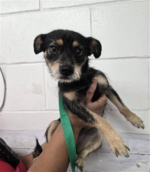 Photo of Auxana, adoptable Terrier in San Bernardino, California