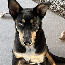 Photo of Sherlock, adoptable Mixed Breed (Medium) in Emmett, Idaho