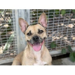 Photo of Hercules, adoptable Mixed Breed (Medium) in Chatsworth, California