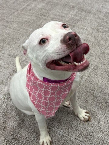 Photo of Kolderie, adoptable Pit Bull Terrier in Detroit, Michigan