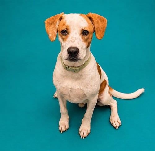 Photo of Caleb, adoptable Beagle in Pearland, Texas