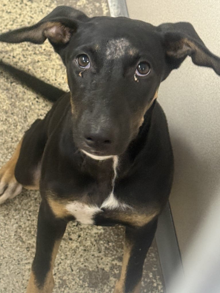 Photo of Fig, adoptable Shepherd in Little Rock, Arkansas