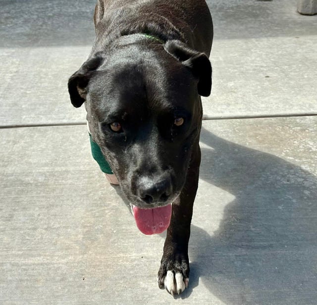 Photo of Big Boy, adoptable dog