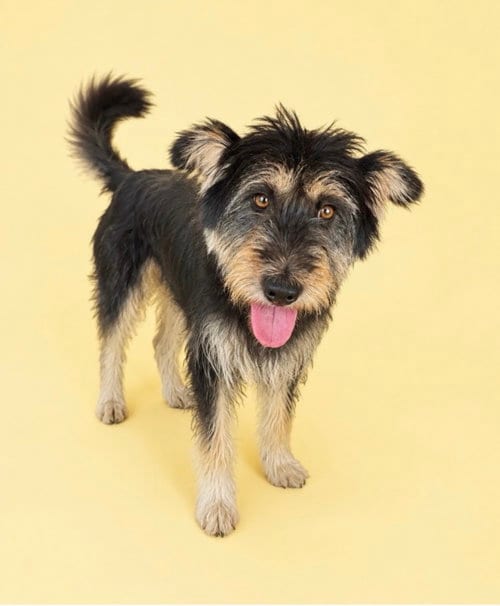 Photo of Baekseol, adoptable Tibetan Terrier in Agoura Hills, California
