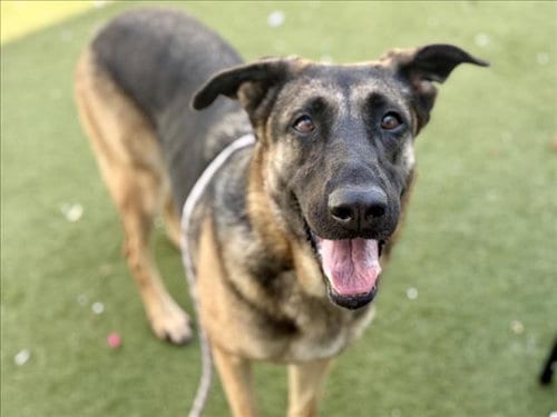 Photo of Lassie, adoptable German Shepherd Dog in Los Angeles, California