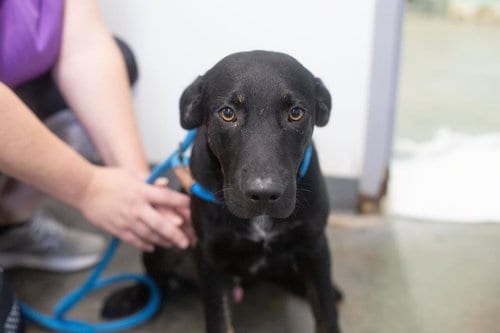Photo of Nutty Buddy, adoptable Labrador Retriever in Mountain Home, Arkansas