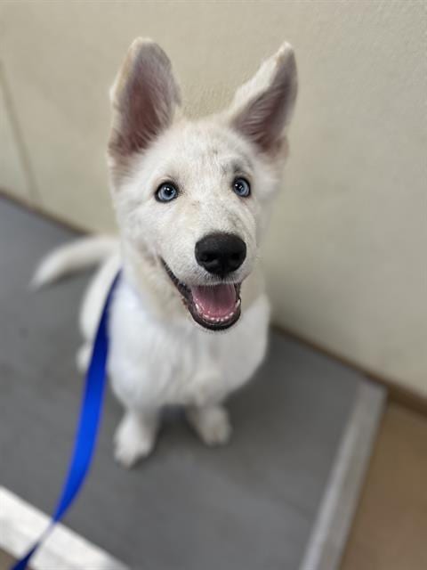 Photo of A275368, adoptable Siberian Husky in Chula Vista, California