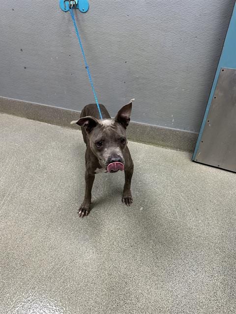 Photo of Boojee, adoptable Pit Bull Terrier in Las Vegas, Nevada