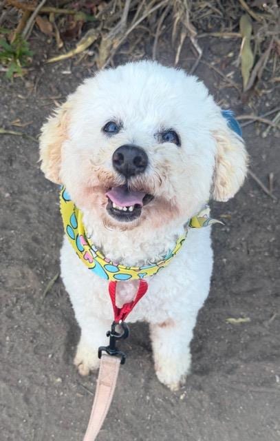 Photo of Frankie, adoptable Poodle (Toy) in Santa Barbara, California