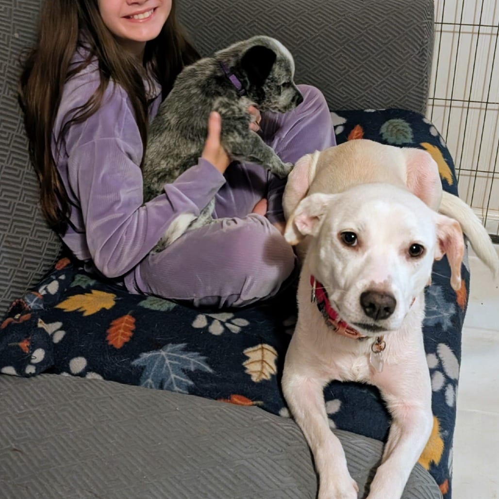 Photo of Macee, adoptable Retriever, Labrador / Mixed Breed (Medium) in Fairfax Station, Virginia